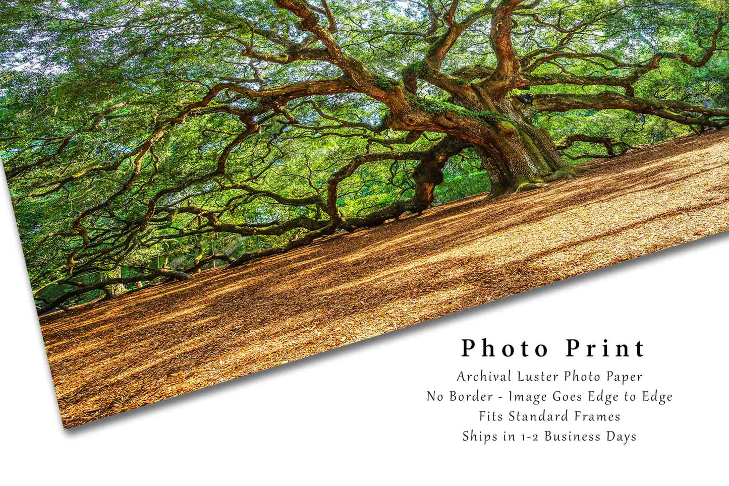 Angel Oak Tree Photography Print | Lowcountry Picture | Charleston South Carolina Wall Art | Southern Photo | Nature Decor | Not Framed