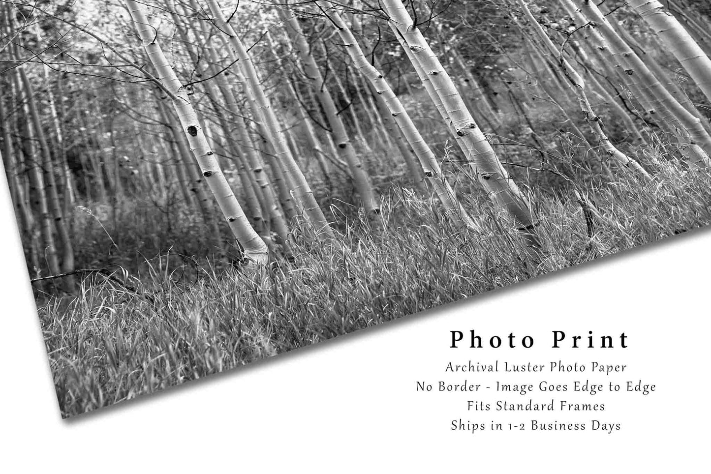 Black and White Photography Art Print - Wall Art Picture of Fall Aspen Trees in Colorado Forest Western Decor 4x6 to 40x60