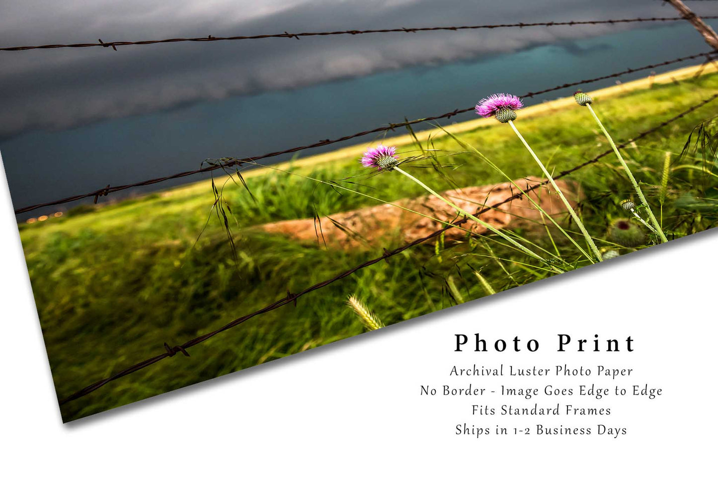Western Photography Print - Wall Art Picture of Pink Thistle Flower and Barbed Wire Fence with Approaching Storm in Texas Country Decor