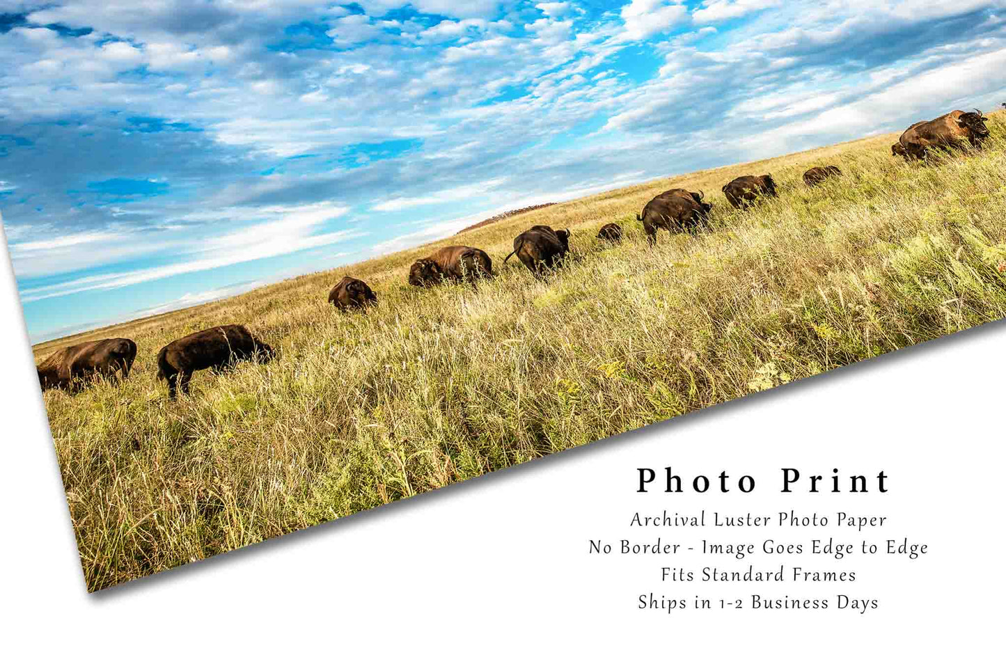 Bison Photography Print (Not Framed) Picture of Buffalo Herd on Tallgrass Prairie in Oklahoma Great Plains Wall Art Western Decor