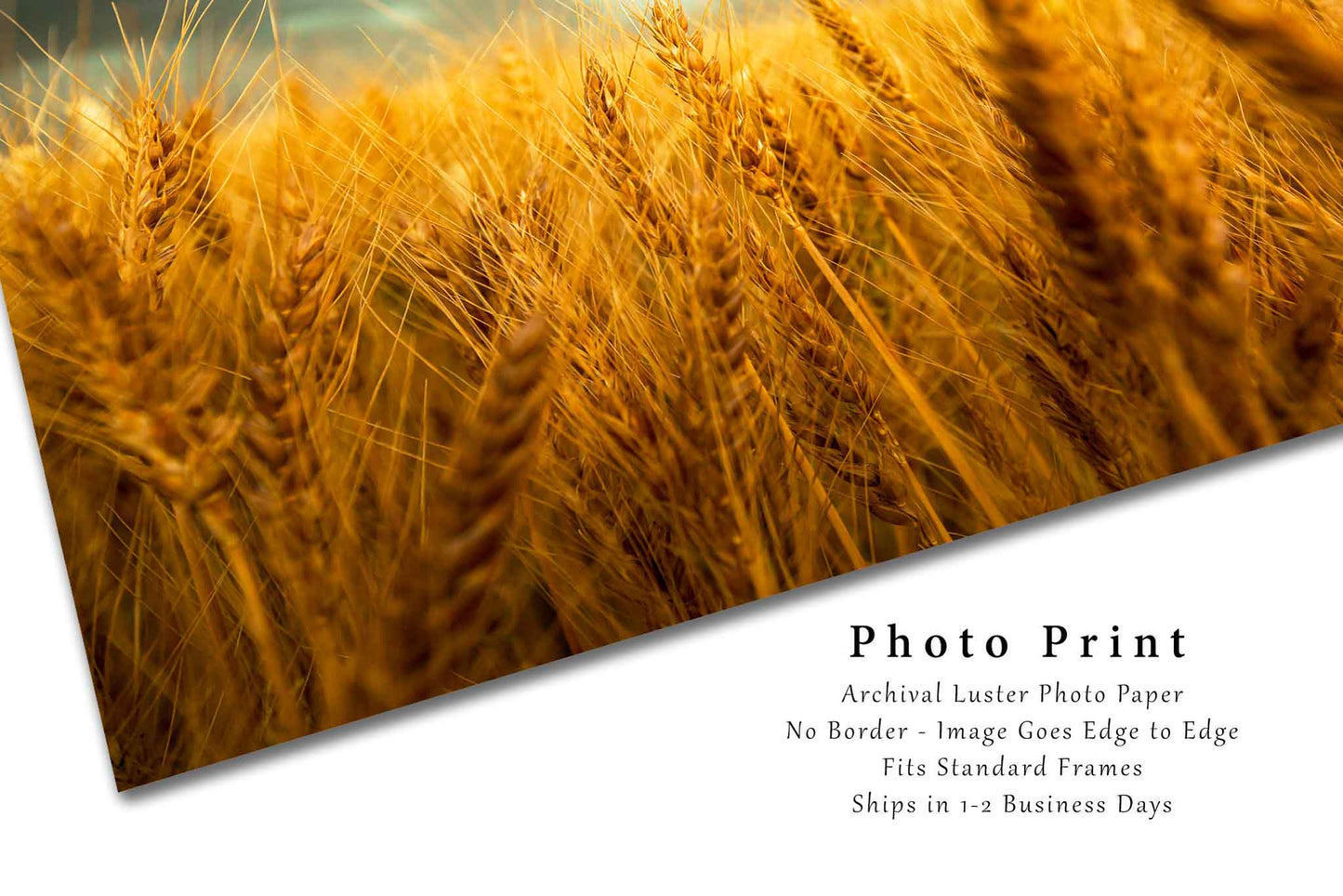 Country Photography Print (Not Framed) Picture of Golden Stalks in Wheat Field at Harvest Time in Colorado Farm Photography Farmhouse Decor