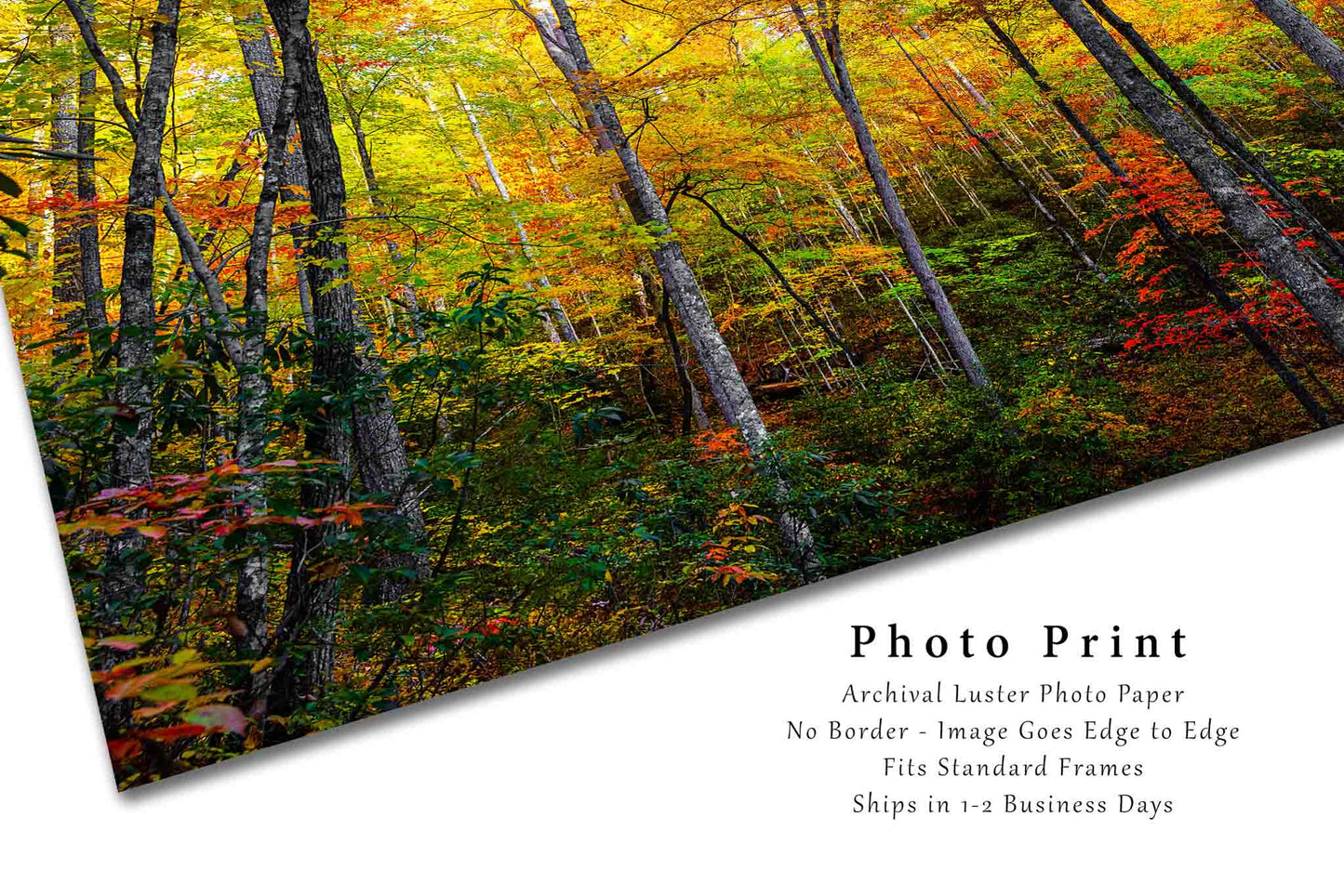 Forest Photo Print | Trees Immersed in Fall Color Picture | Tennessee Wall Art | Great Smoky Mountains Photography | Nature Decor