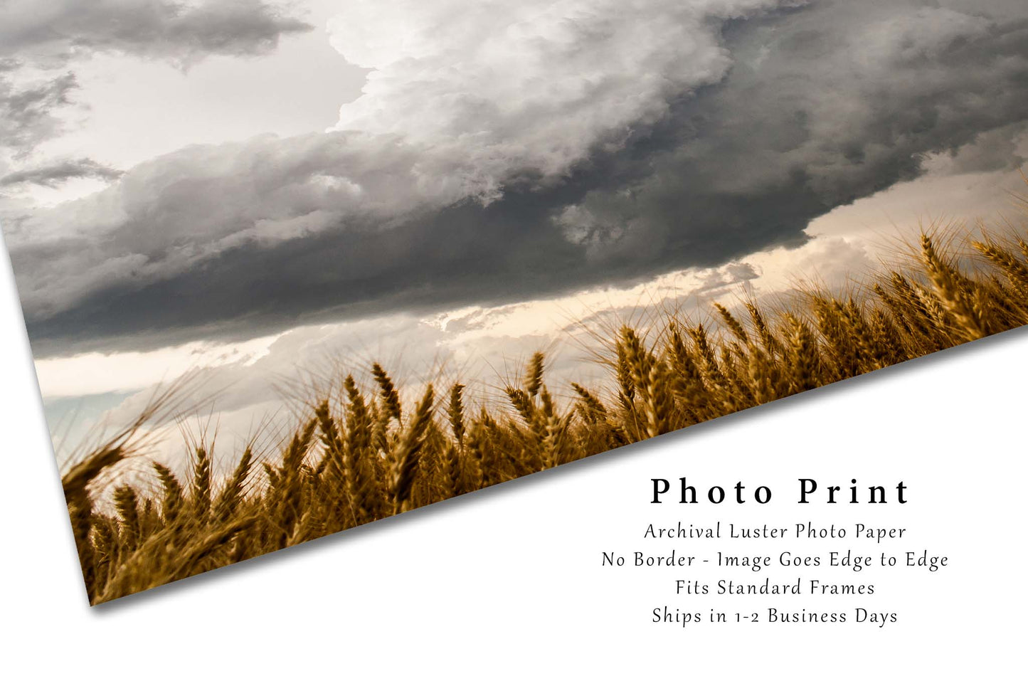 Country Photography Print (Not Framed) Picture of Storm Cloud Brewing Over Golden Wheat Stalks on Spring Day in Kansas Thunderstorm Wall Art Farmhouse Decor
