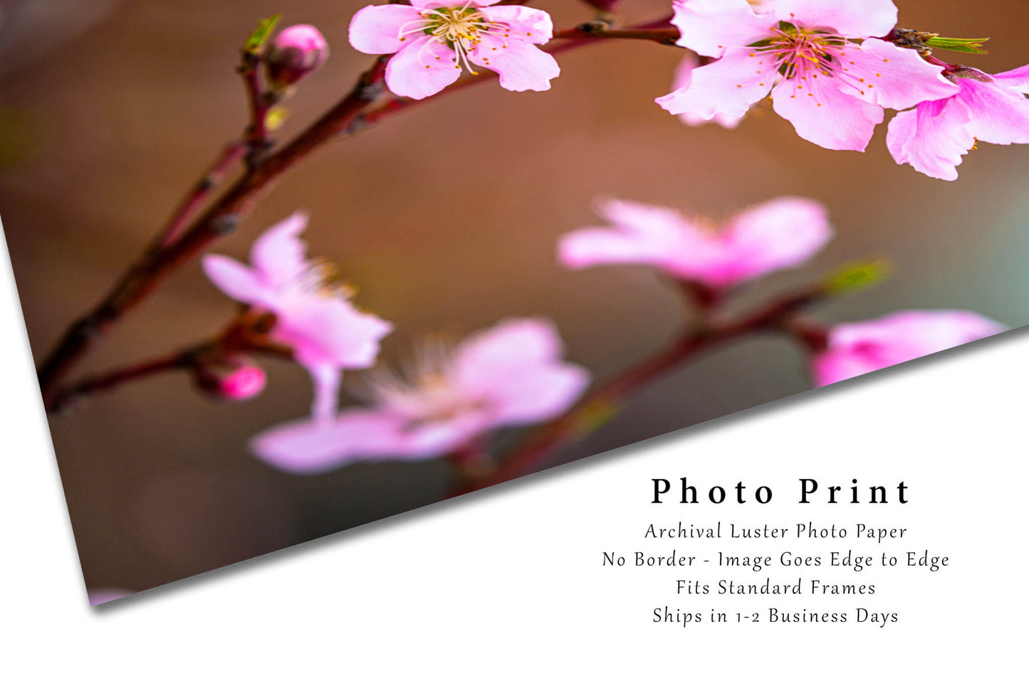 Floral Photography Print - Vertical Picture of Pink Peach Blossoms on Spring Day in Oklahoma Nature Flower Photo Artwork Decor