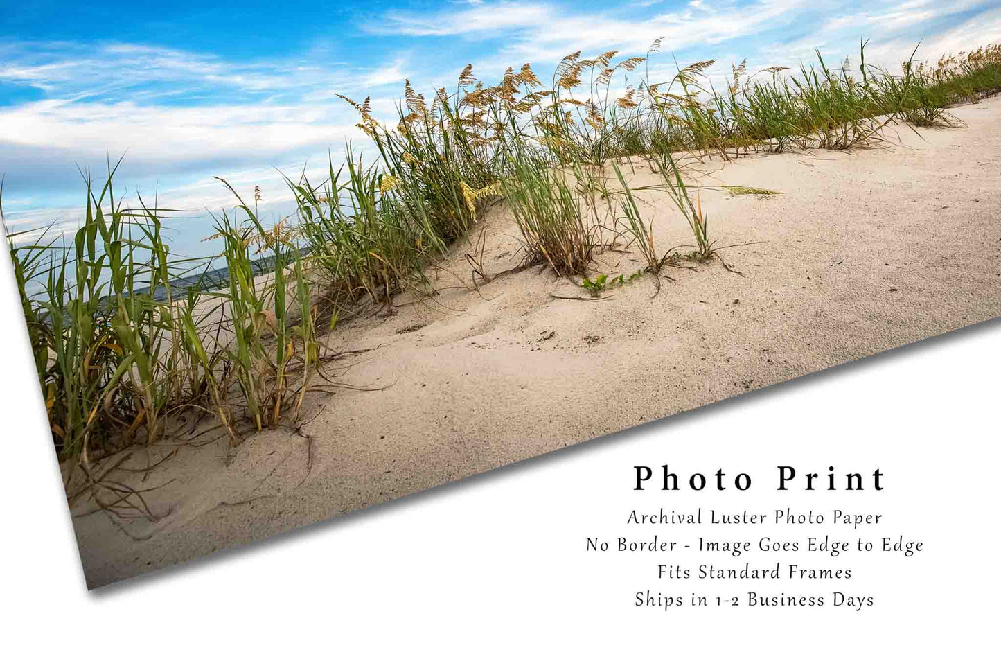Coastal Photography Print (Not Framed) Picture of Sand Dunes and Sea Oats in South Carolina Atlantic Coast Wall Art Beach Decor