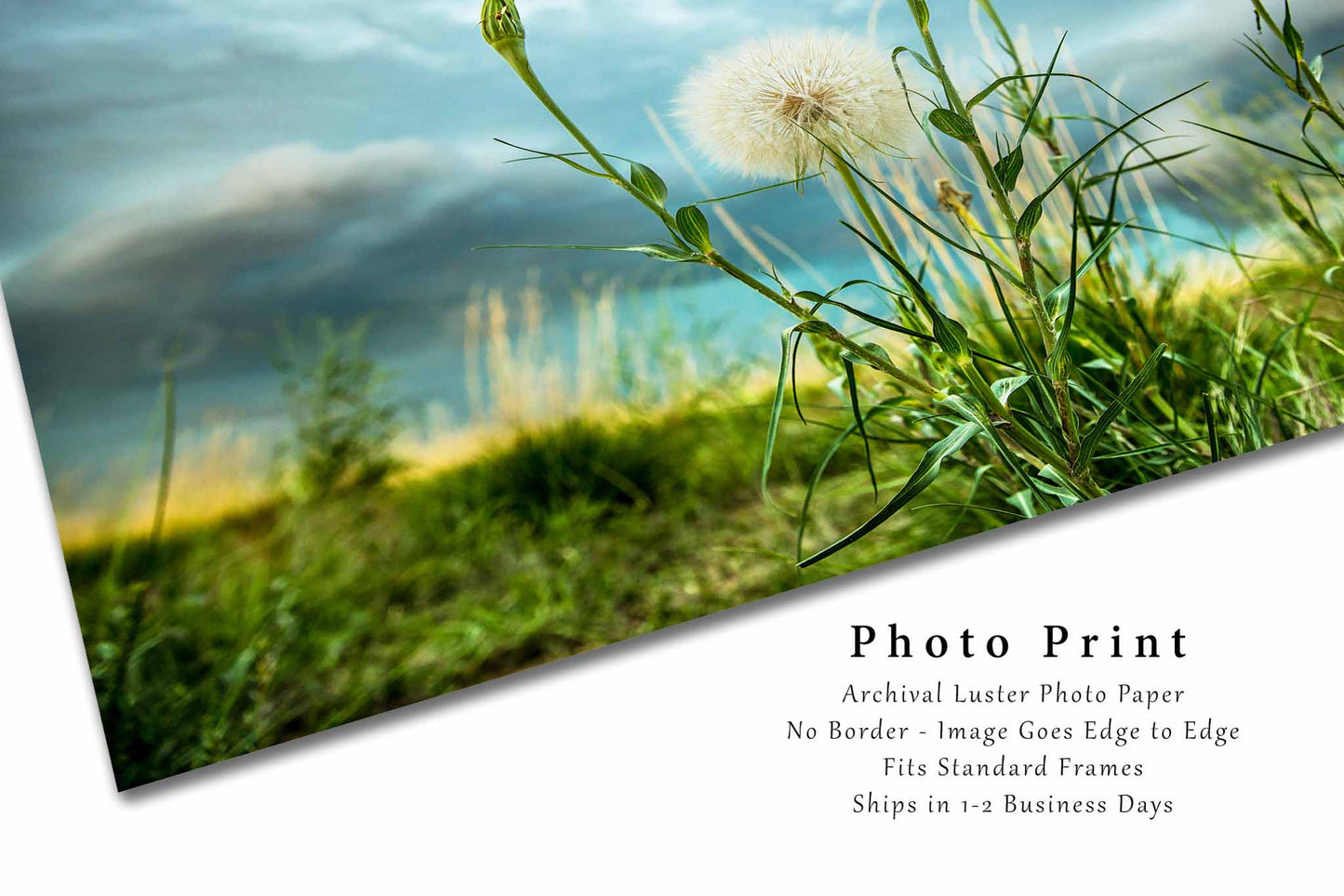 Dandelion Photography Print | Great Plains Picture | Colorado Wall Art | Botanical Photo | Nature Decor | Not Framed