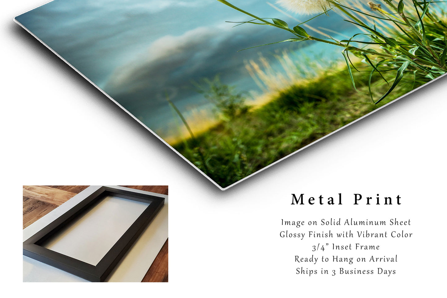 Dandelion Metal Print | Great Plains Photography | Colorado Wall Art | Botanical Photo | Nature Decor | Ready to Hang