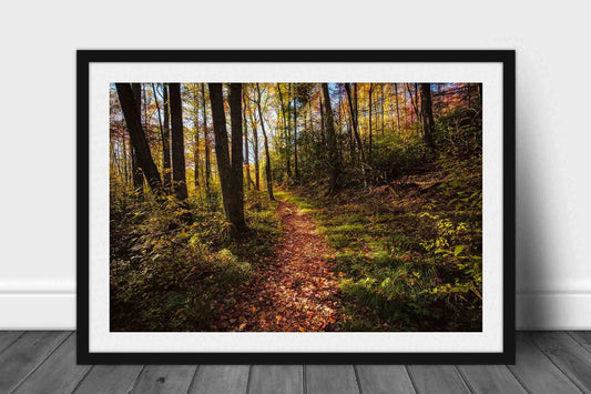 Framed and matted nature print of a hiking trail covered in leaves leading into a forest on an autumn day in the Great Smoky Mountains of Tennessee by Sean Ramsey of Southern Plains Photography.