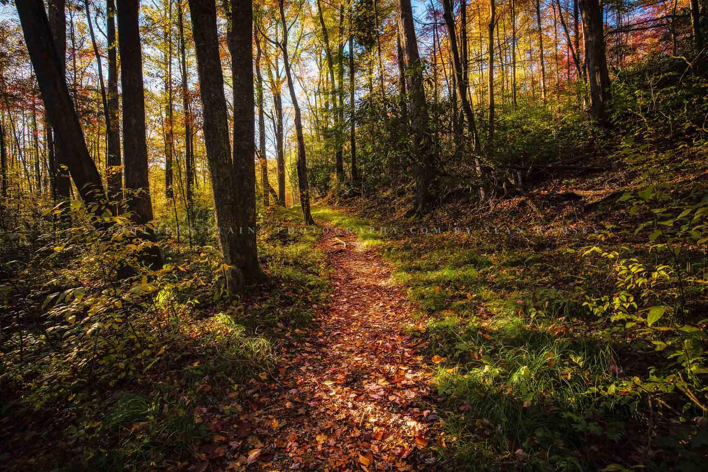 Nature photography print of a hiking trail covered in fallen leaves as it leads into a forest on an autumn day in the Great Smoky Mountains of Tennessee by Sean Ramsey of Southern Plains Photography.