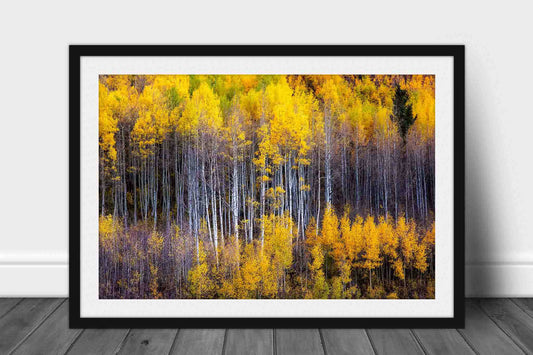 Framed and matted Rocky Mountain print of golden aspen trees appearing as a reflection on the side of a mountain on an autumn day at the Maroon Bells in Colorado by Sean Ramsey of Southern Plains Photography.