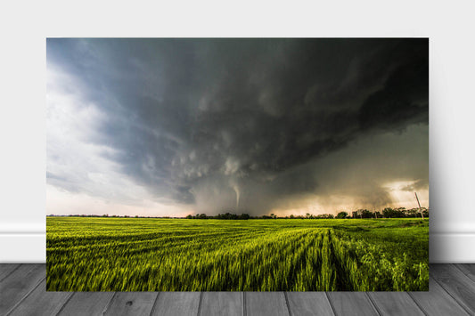 Storm metal print on aluminum of a tornado emerging from rain over a wheat field on a stormy spring day in Kansas by Sean Ramsey of Southern Plains Photography.