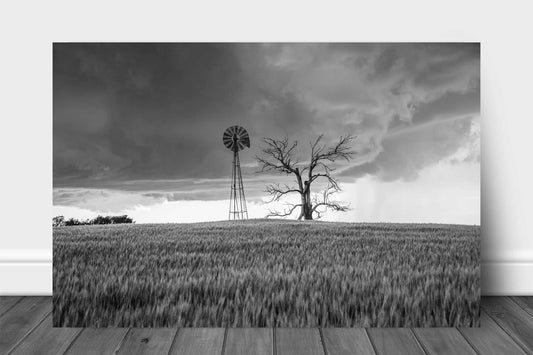 Country metal print on aluminum of an old windmill and dead tree in a wheat field as a storm approaches in Oklahoma in black and white by Sean Ramsey of Southern Plains Photography.