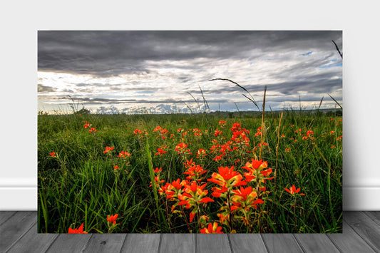 Nature metal print of Indian paintbrush wildflowers bringing color to a stormy day in eastern Oklahoma by Sean Ramsey of Southern Plains Photography.