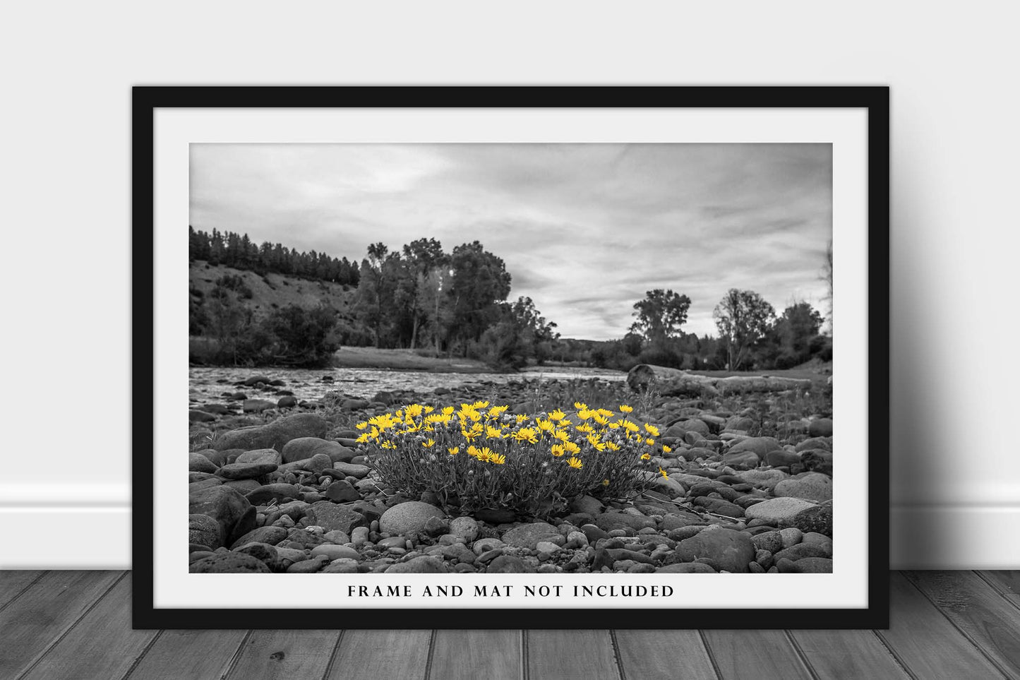 Botanical Photography Print (Not Framed) Color on Black and White Picture of Yellow Wildflowers Along Banks of San Juan River in Colorado Rocky Mountain Wall Art Nature Decor