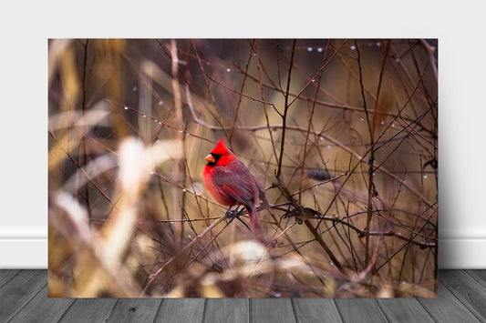 Bird metal print of a red cardinal resting on a branch surrounded by raindrops on a rainy winter day in Oklahoma by Sean Ramsey of Southern Plains Photography.