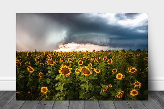 Country metal print on aluminum of sunflowers in a sunflower field facing away from an intense supercell thunderstorm on a stormy late summer day in Kansas by Sean Ramsey of Southern Plains Photography.