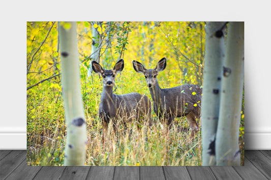 Wildlife metal print of a pair of adolescent mule deer between aspen trees on an autumn day at the Maroon Bells in Colorado by Sean Ramsey of Southern Plains Photography.