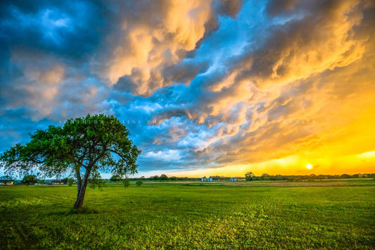 Landscape photography print of storm clouds over a lone tree at sunset on a stormy spring evening in Texas by Sean Ramsey of Southern Plains Photography.
