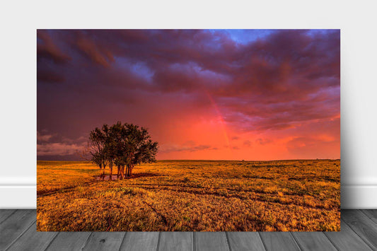 Great Plains metal print on aluminum of a stormy sky with a rainbow over a grove of trees on a spring evening in Oklahoma by Sean Ramsey of Southern Plains Photography.