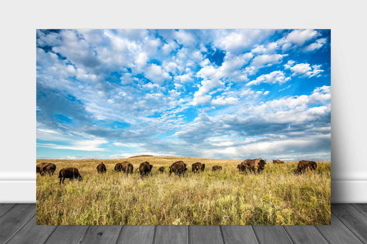 Western metal print on aluminum of a buffalo herd grazing on the Tallgrass Prairie under a big blue sky in Oklahoma by Sean Ramsey of Southern Plains Photography.