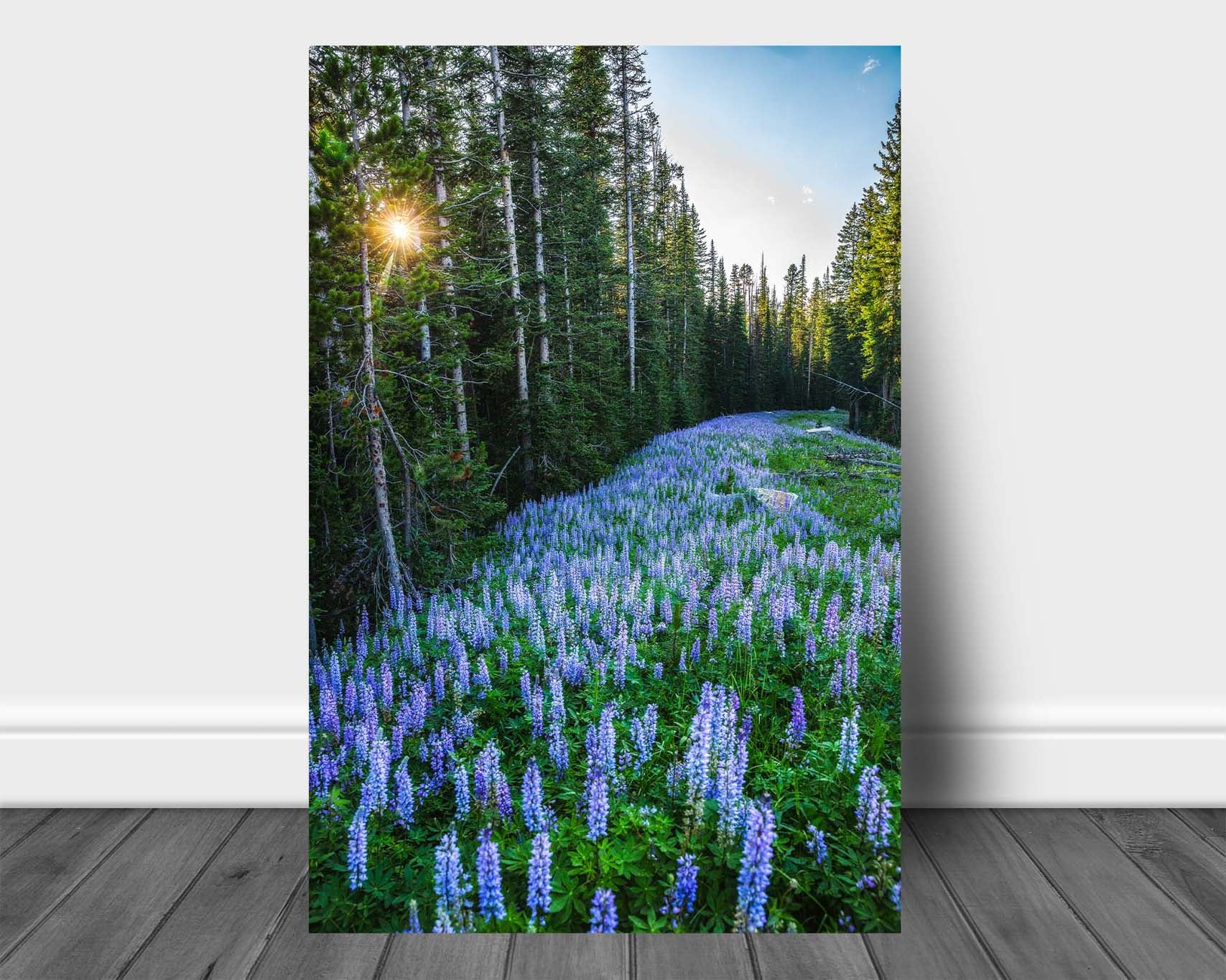 Rocky Mountains metal print of purple lupine wildflowers covering the forest floor as the sun twinkles through pine trees on a summer day in Montana by Sean Ramsey of Southern Plains Photography.