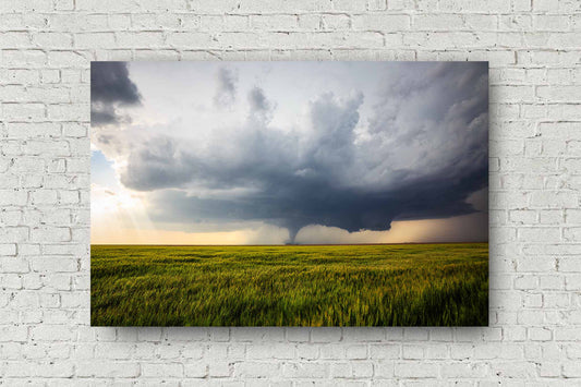Storm metal print on aluminum of a distant tornado touching down in a wheat field on a stormy spring day in Kansas by Sean Ramsey of Southern Plains Photography.