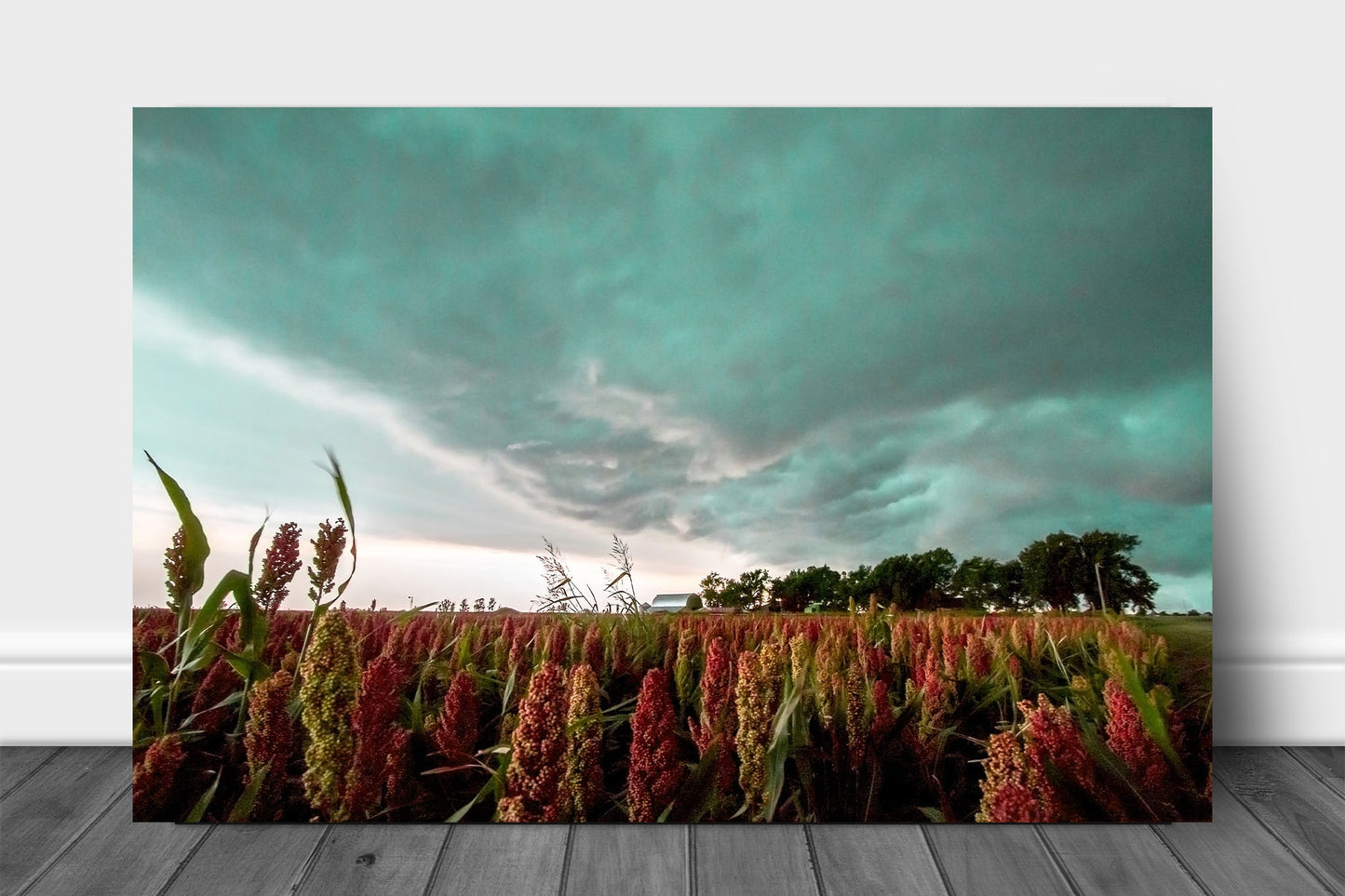 Farm metal print wall art on aluminum of a colorful maize field under an advancing thunderstorm on a stormy summer day in Oklahoma by Sean Ramsey of Southern Plains Photography.