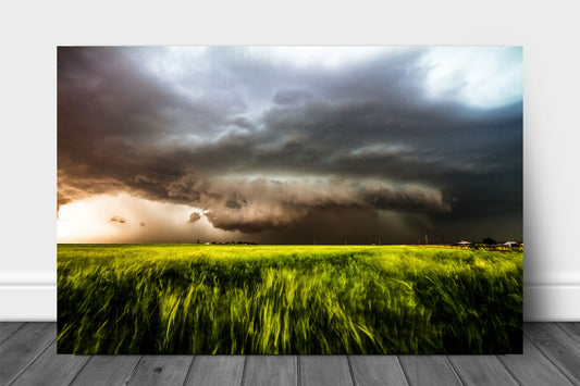Storm metal print on aluminum of a supercell thunderstorm with inflow winds pulling wheat in a field toward it on a stormy spring day in Oklahoma.
