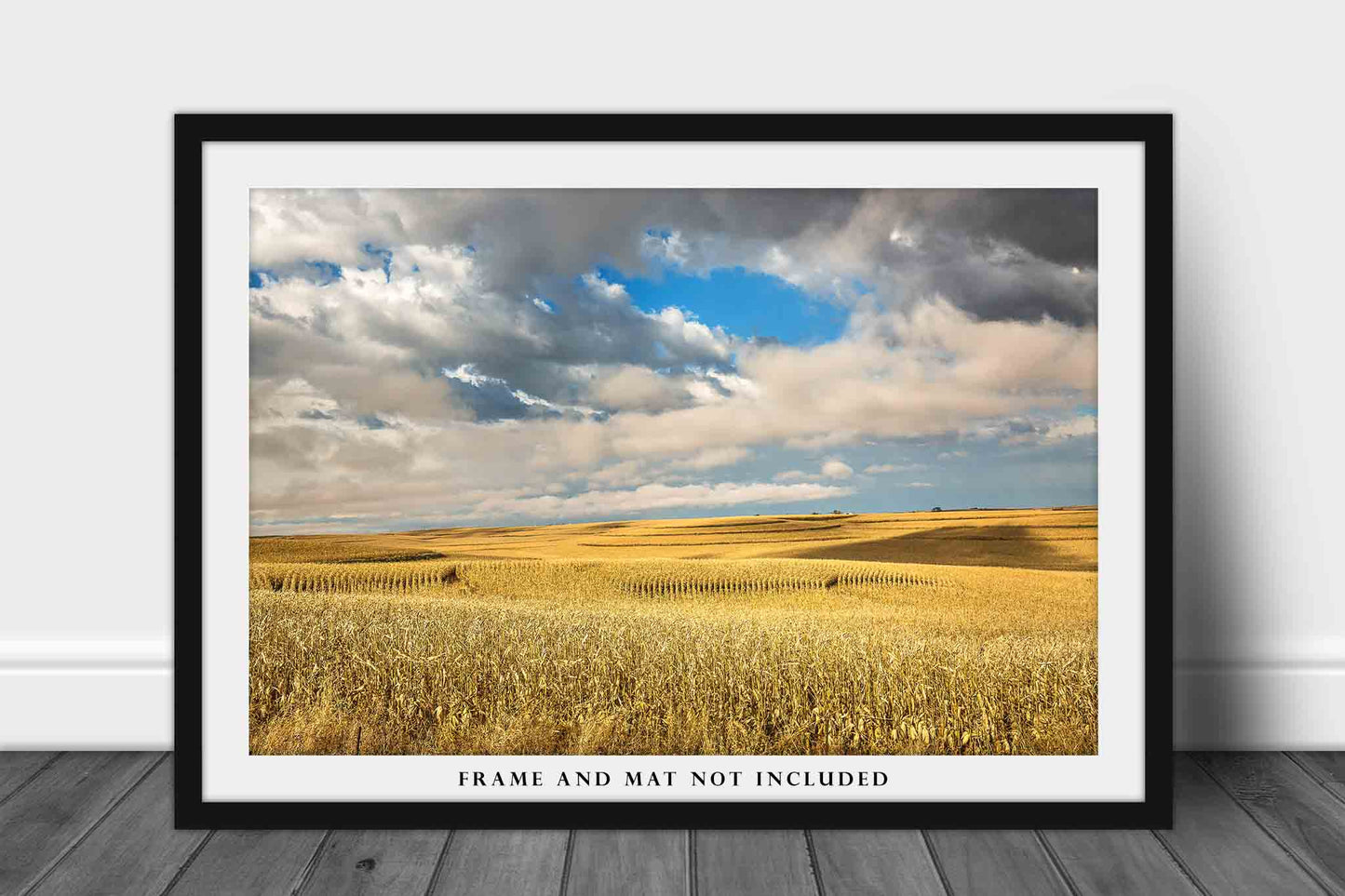 Midwest Photography Print (Not Framed) Picture of Golden Terraced Corn Fields on Autumn Day in Iowa Farm Wall Art Farmhouse Decor