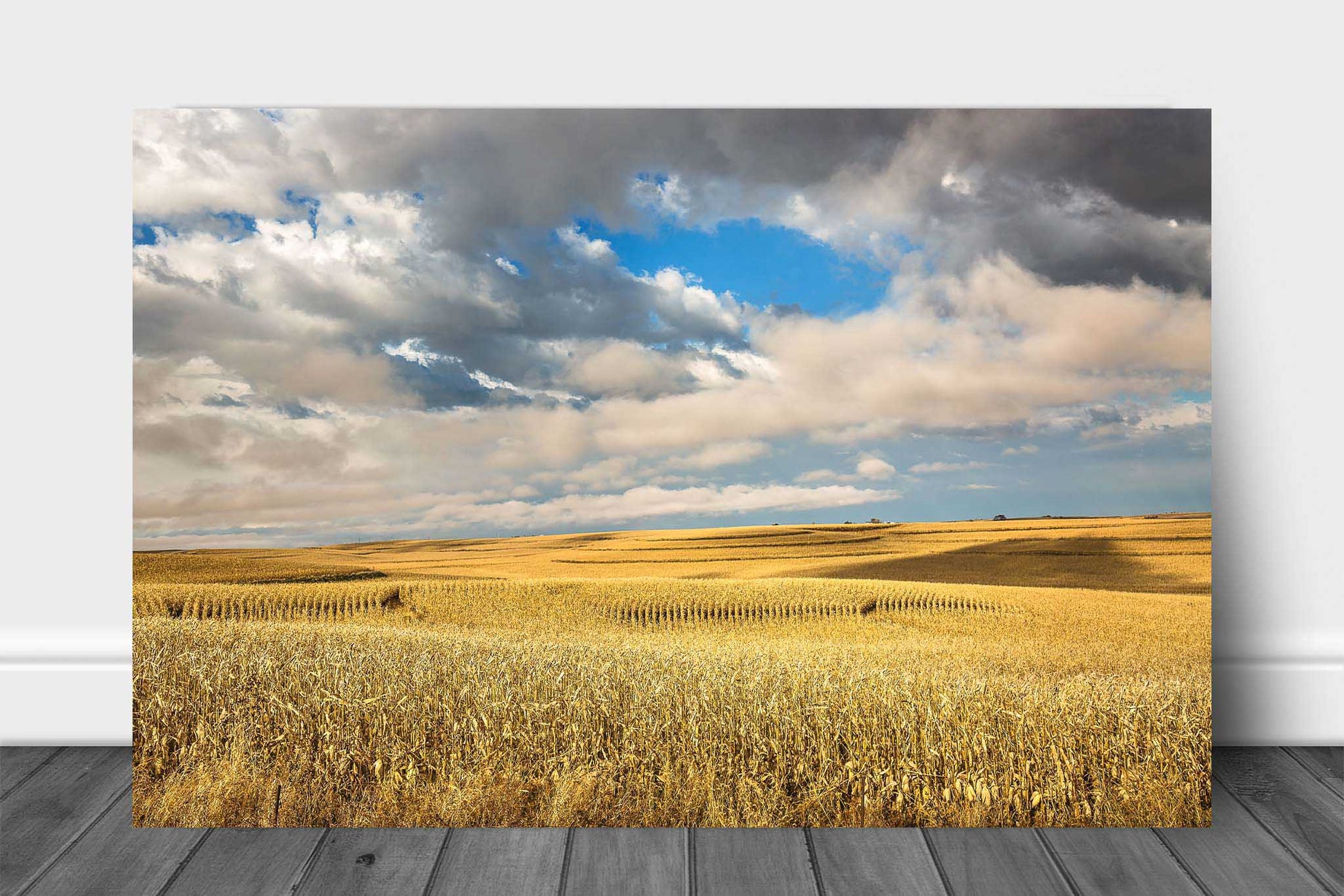 Midwestern aluminum metal print of golden terraced corn field under a fair sky on an autumn day in Iowa by Sean Ramsey of Southern Plains Photography.