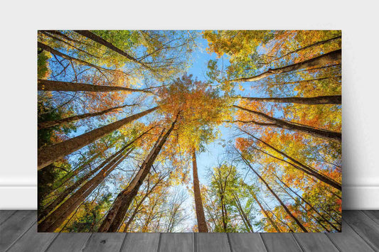 Nature metal print of looking up at trees in a forest on an autumn day in the Great Smoky Mountains of Tennessee by Sean Ramsey of Southern Plains Photography.