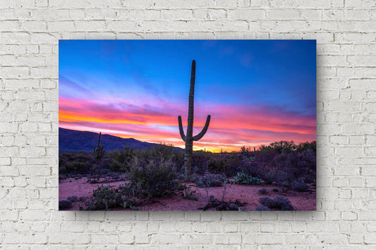 Western landscape metal print of a saguaro cactus standing tall during a colorful sunrise in the Sonoran Desert near Tucson, Arizona by Sean Ramsey of Southern Plains Photography.