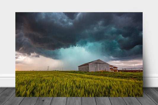 Storm metal print on aluminum of a thunderstorm passing behind an old tin covered barn in a wheat field on a stormy spring day in Oklahoma by Sean Ramsey of Southern Plains Photography.