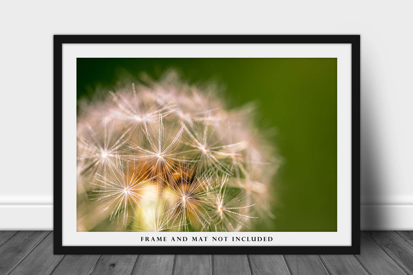 Country Photography Print - Picture of Perfect Dandelion on Spring Day in Oklahoma - Botanical Farmhouse Home Decor Wall Art Photo Artwork