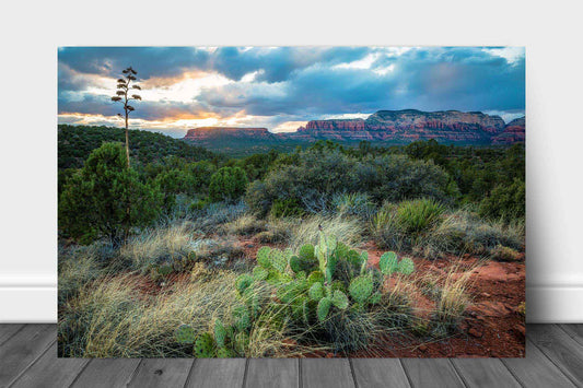 Southwestern metal print of a golden sunset taking place over cactus and desert landscape on a spring evening near Sedona, Arizona by Sean Ramsey of Southern Plains Photography.