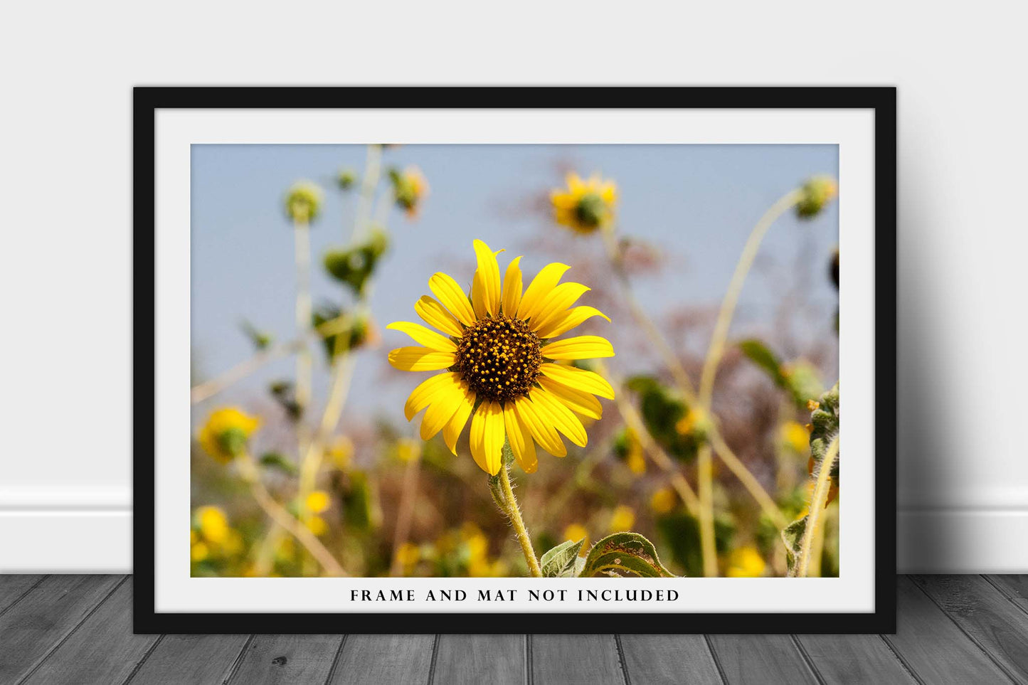 Sunflower Picture - Nature Photography Print of Yellow Wildflower on Summer Day in Oklahoma Botanical Floral Wall Art Photo Flower Decor