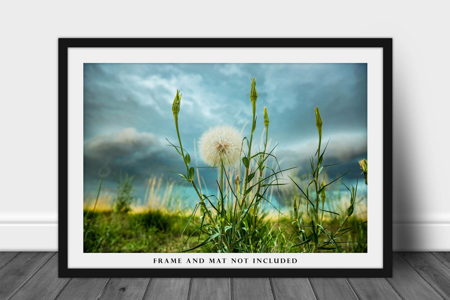 Dandelion Photography Print | Great Plains Picture | Colorado Wall Art | Botanical Photo | Nature Decor | Not Framed