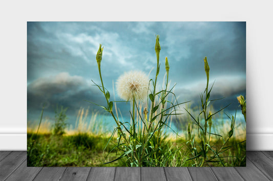 Botanical aluminum metal print of a large dandelion with a thunderstorm approaching on a stormy spring day on the plains of Colorado by Sean Ramsey of Southern Plains Photography.