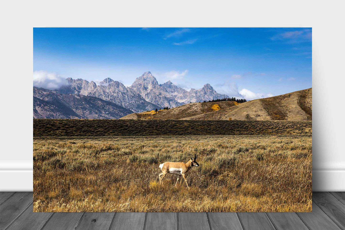 Wildlife metal print of a pronghorn antelope taking a stroll in Grand Teton National Park, Wyoming by Sean Ramsey of Southern Plains Photography.