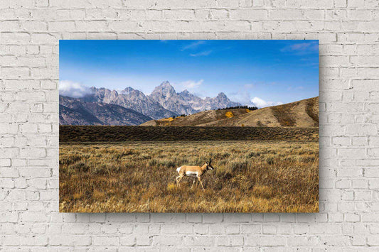 Wildlife metal print of a pronghorn antelope taking a stroll in Grand Teton National Park, Wyoming by Sean Ramsey of Southern Plains Photography.