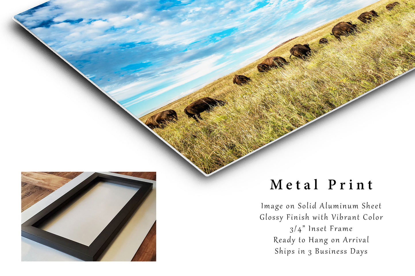 Buffalo Metal Print | Bison Herd Photography | Oklahoma Wall Art | Great Plains Photo | Western Decor | Ready to Hang