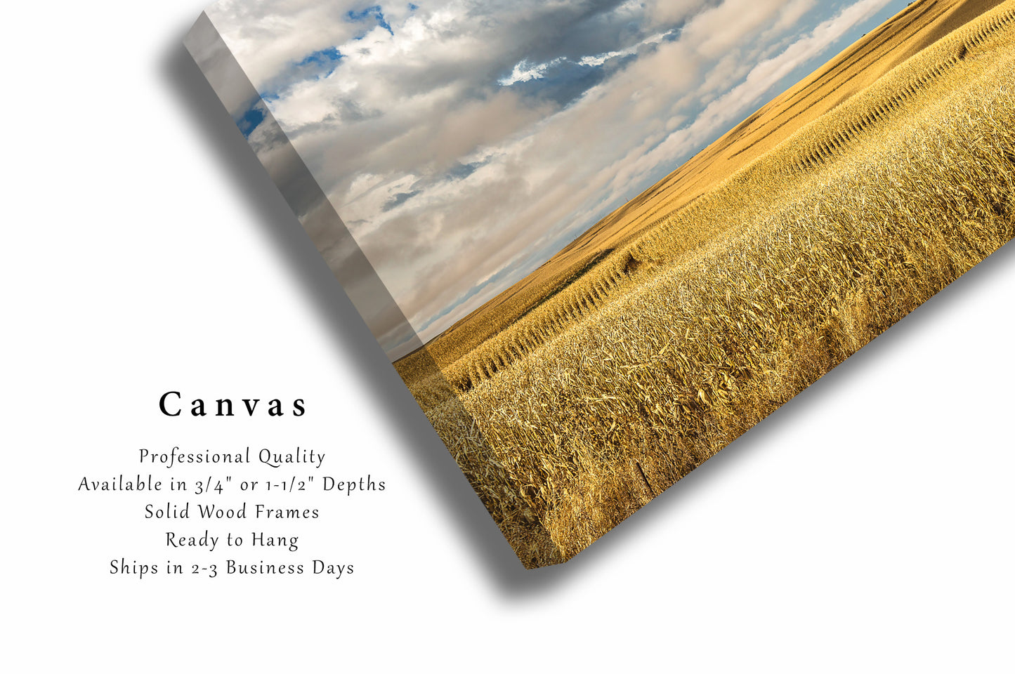 Midwest Canvas Wall Art (Ready to Hang) Gallery Wrap of Golden Terraced Corn Fields on Autumn Day in Iowa Farm Photography Farmhouse Decor