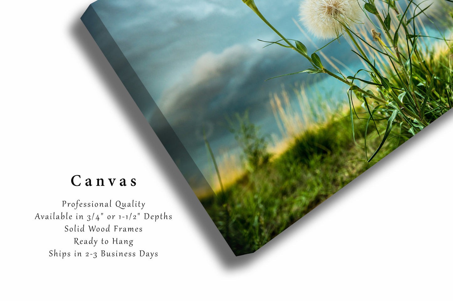 Dandelion Canvas | Great Plains Gallery Wrap | Colorado Photography | Botanical Wall Art | Nature Decor | Ready to Hang