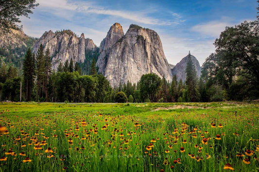 Western landscape photography print of wildflowers at Cathedral Rocks in Yosemite National Park, California by Sean Ramsey of Southern Plains Photography.