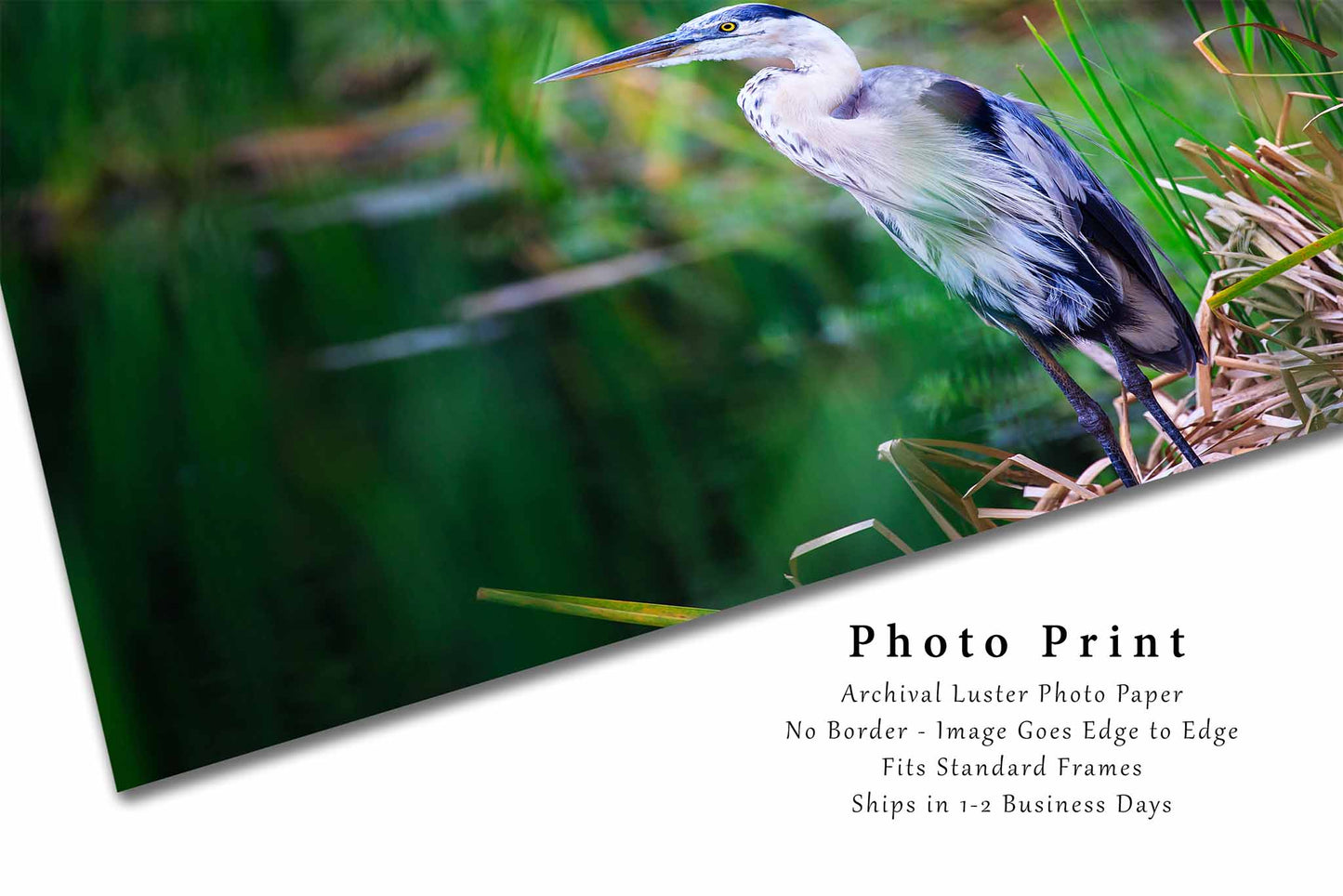 Great Blue Heron Photography Print | Water Bird Picture | Pinckney Island Wall Art | South Carolina Photo | Wildlife Decor | Not Framed