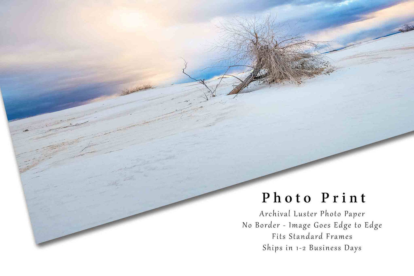 White Sands National Park Photography Print | Desert Southwest Picture | Tree Wall Art | New Mexico Landscape Photo | Nature Decor | Not Framed