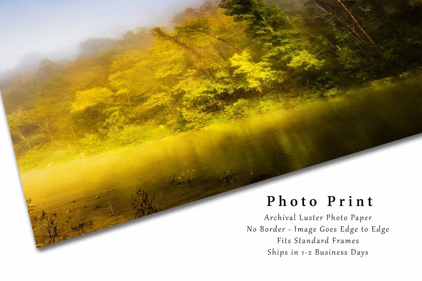 Southeastern Photography Print (Unframed) Trees Illuminated by Sunlight Along Buffalo National River in Arkansas | Ozark Mountains Wall Art Nature Decor