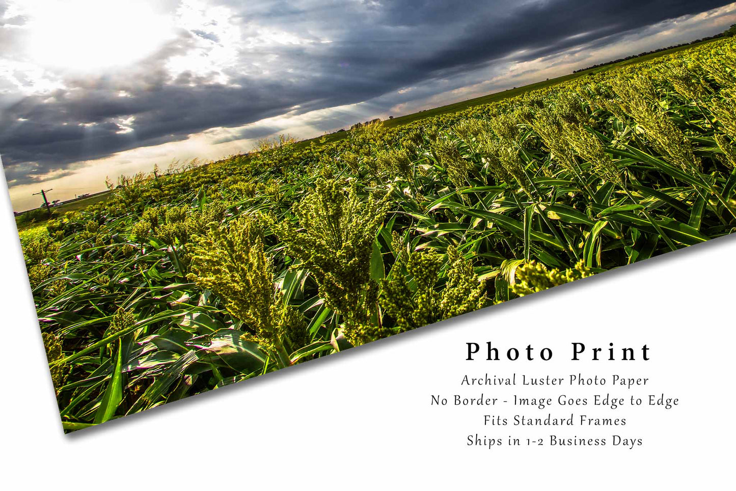 Farm Photography Print (Not Framed) Picture of Sunshine on Maize Field in Kansas Agriculture Wall Art Farmhouse Decor