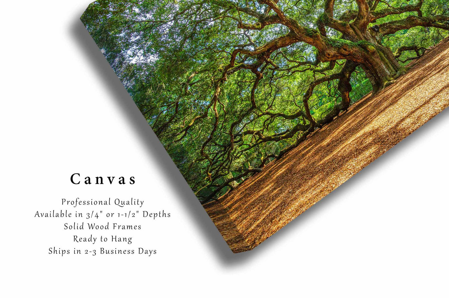 Angel Oak Tree Canvas | Lowcountry Gallery Wrap | Charleston South Carolina Photography | Southern Wall Art | Nature Decor | Ready to Hang