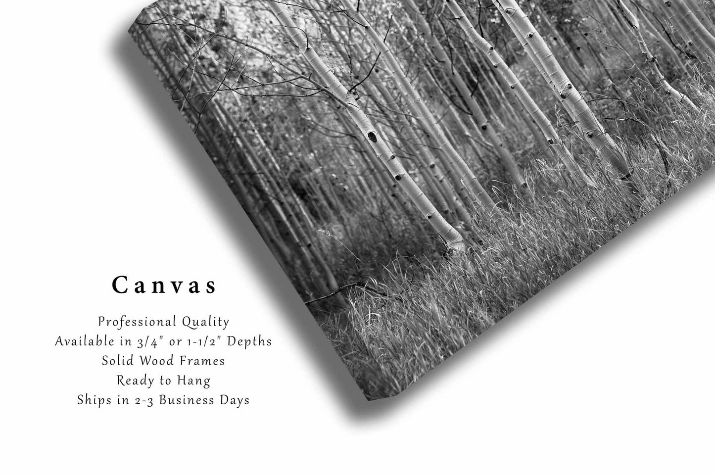 Aspen Trees Canvas | Black and White Gallery Wrap | Botanical Photography | Colorado Wall Art | Rocky Mountain Decor | Ready to Hang